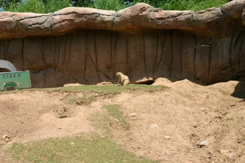 Zoológico de Minnesota