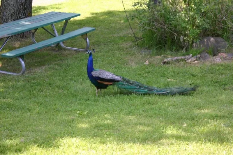 Zoológico de Minnesota