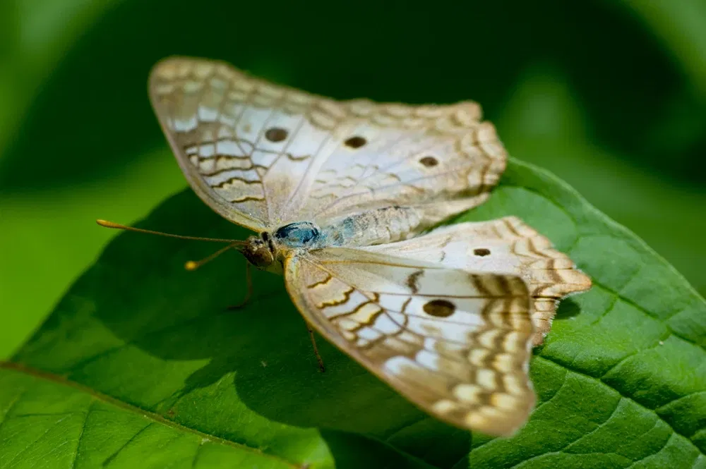 Zoológico de Minnesota