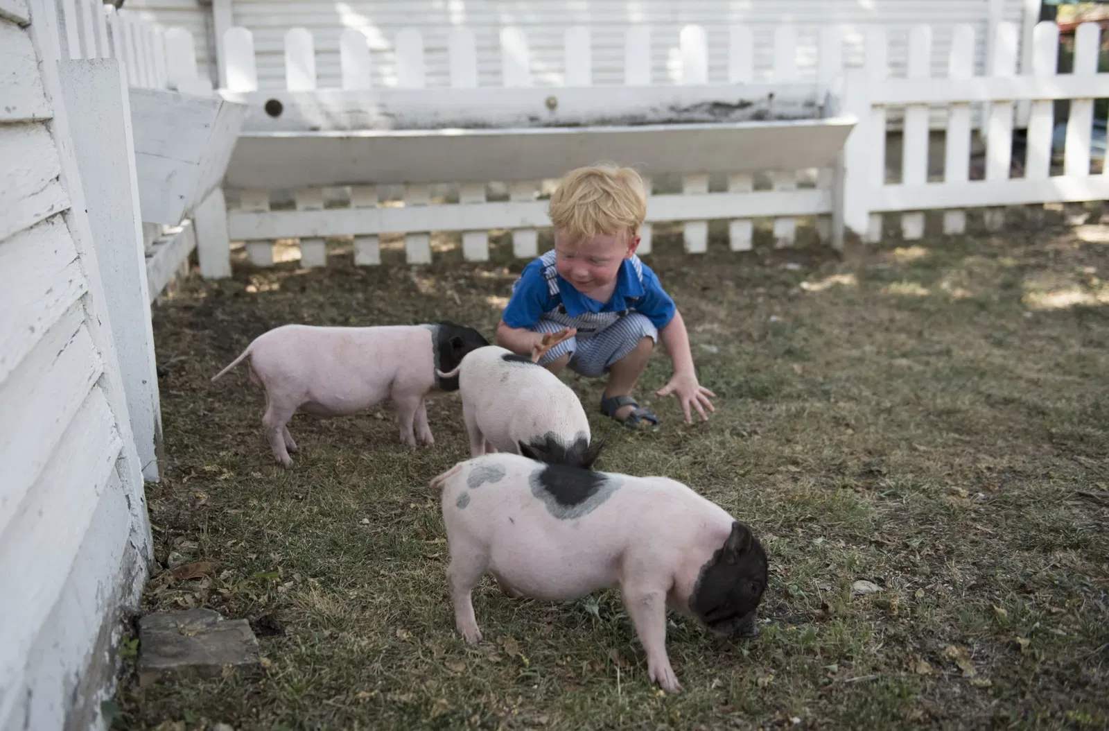 Heritage Farmstead Historical Working Farm