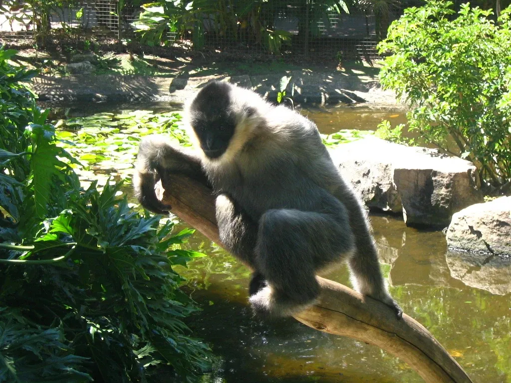 Adelaide Zoo