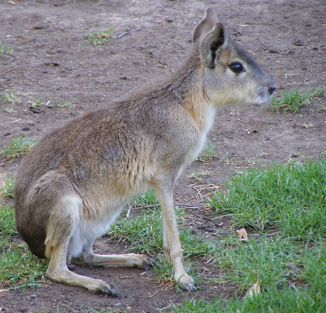 Adelaide Zoo
