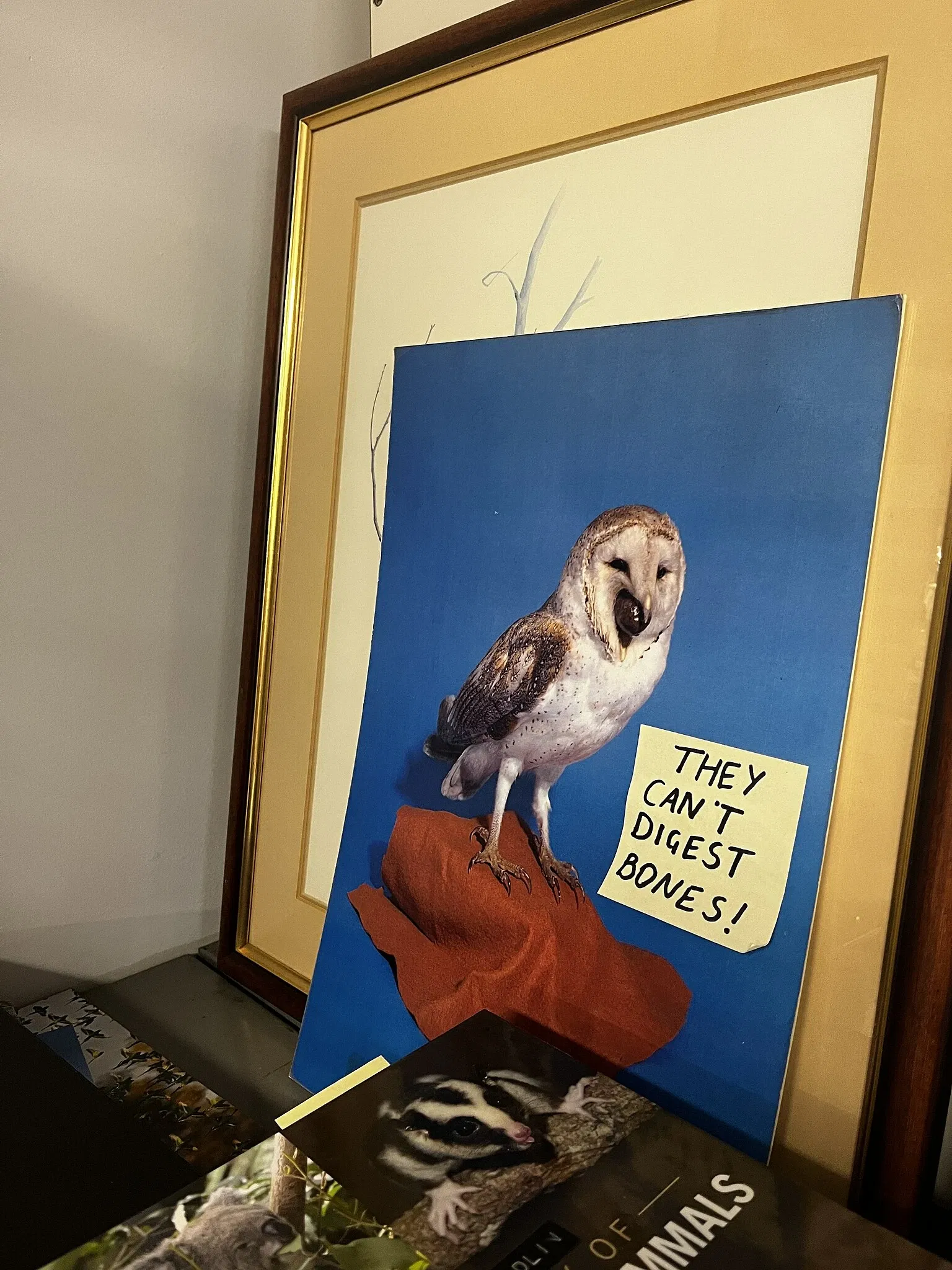 South Australian Museum