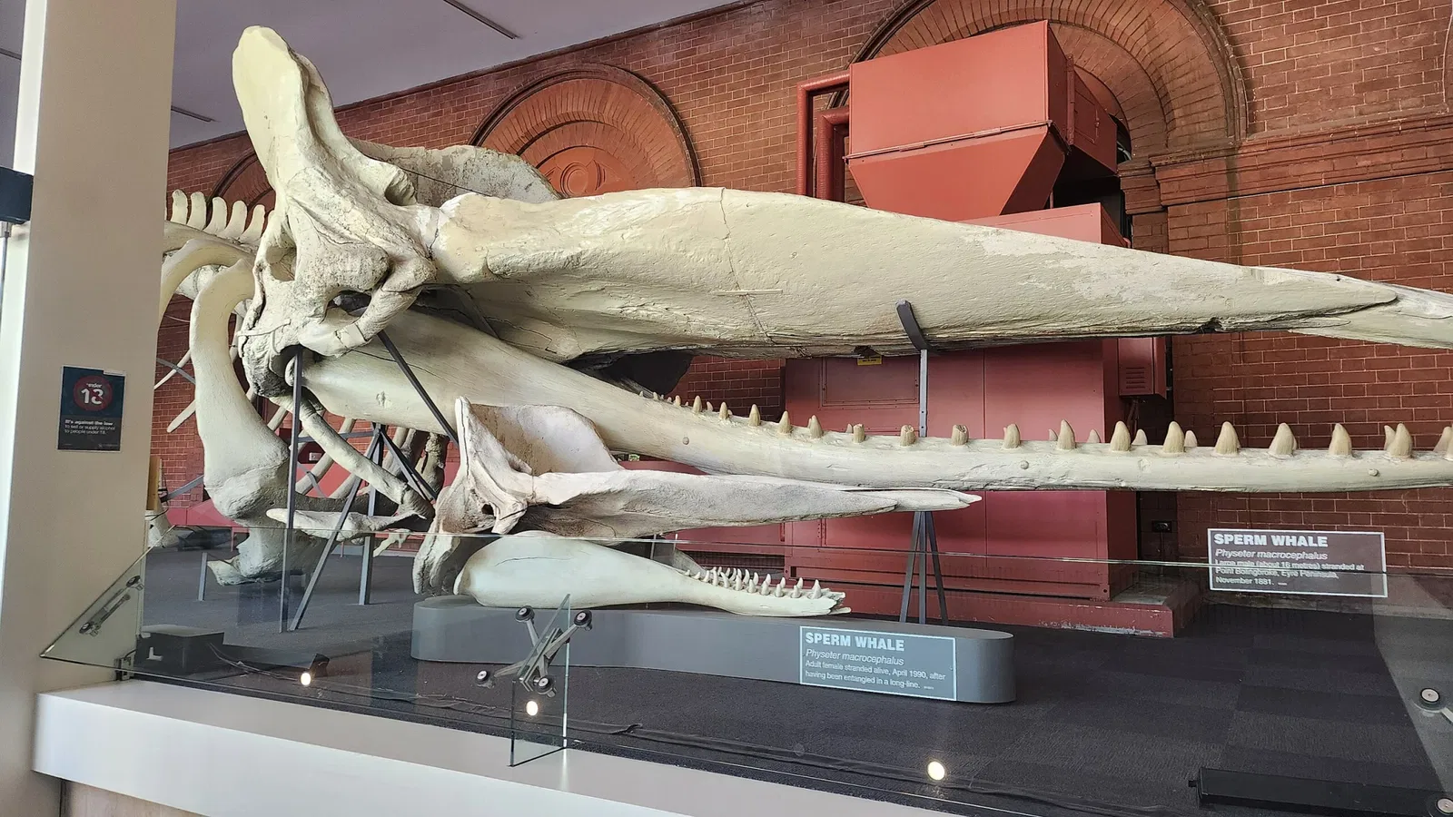 Musée d'Australie-Méridionale