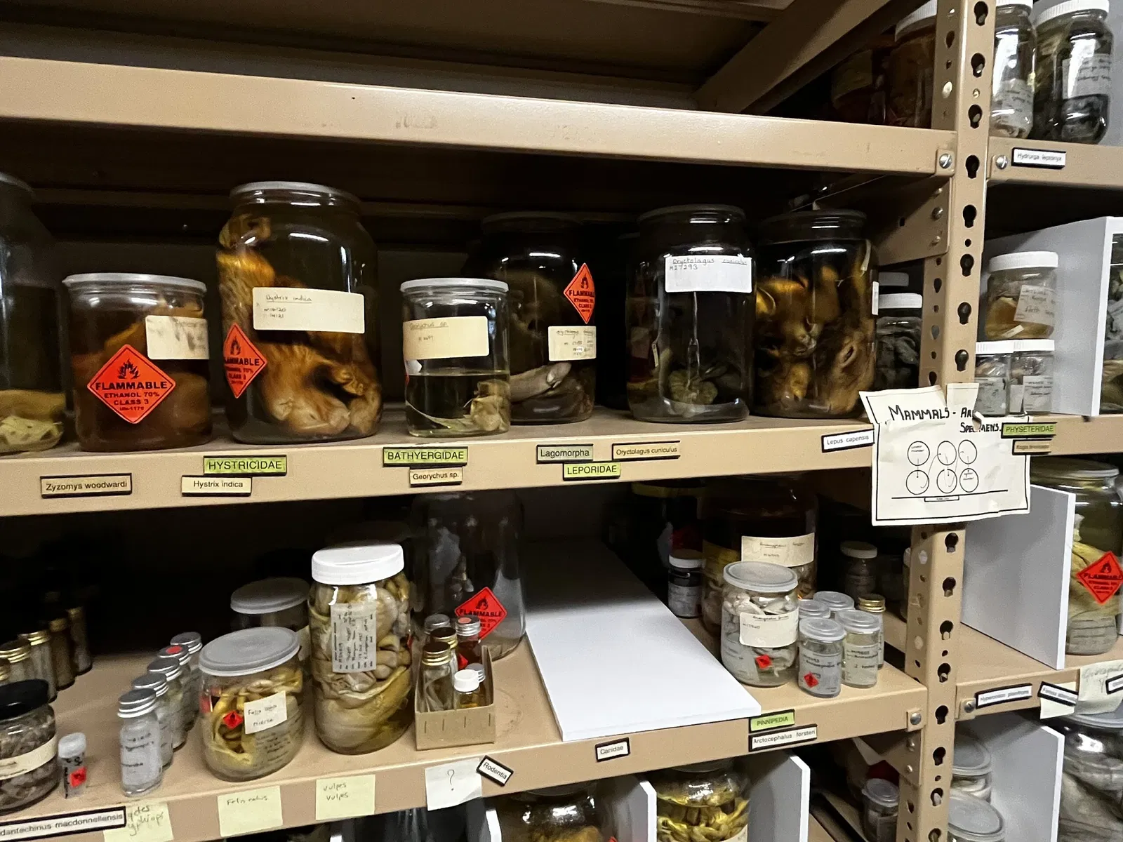 Musée d'Australie-Méridionale