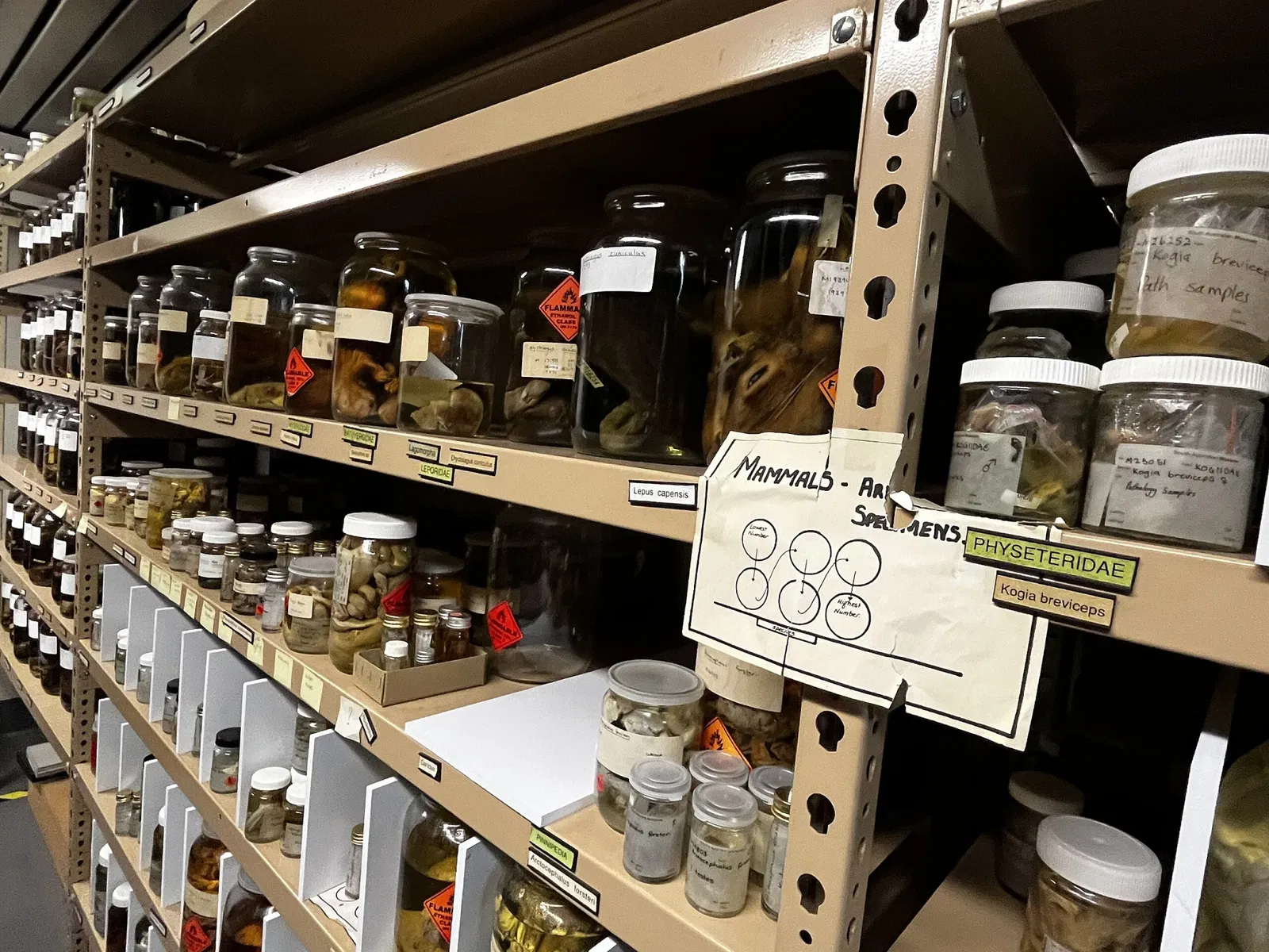 South Australian Museum