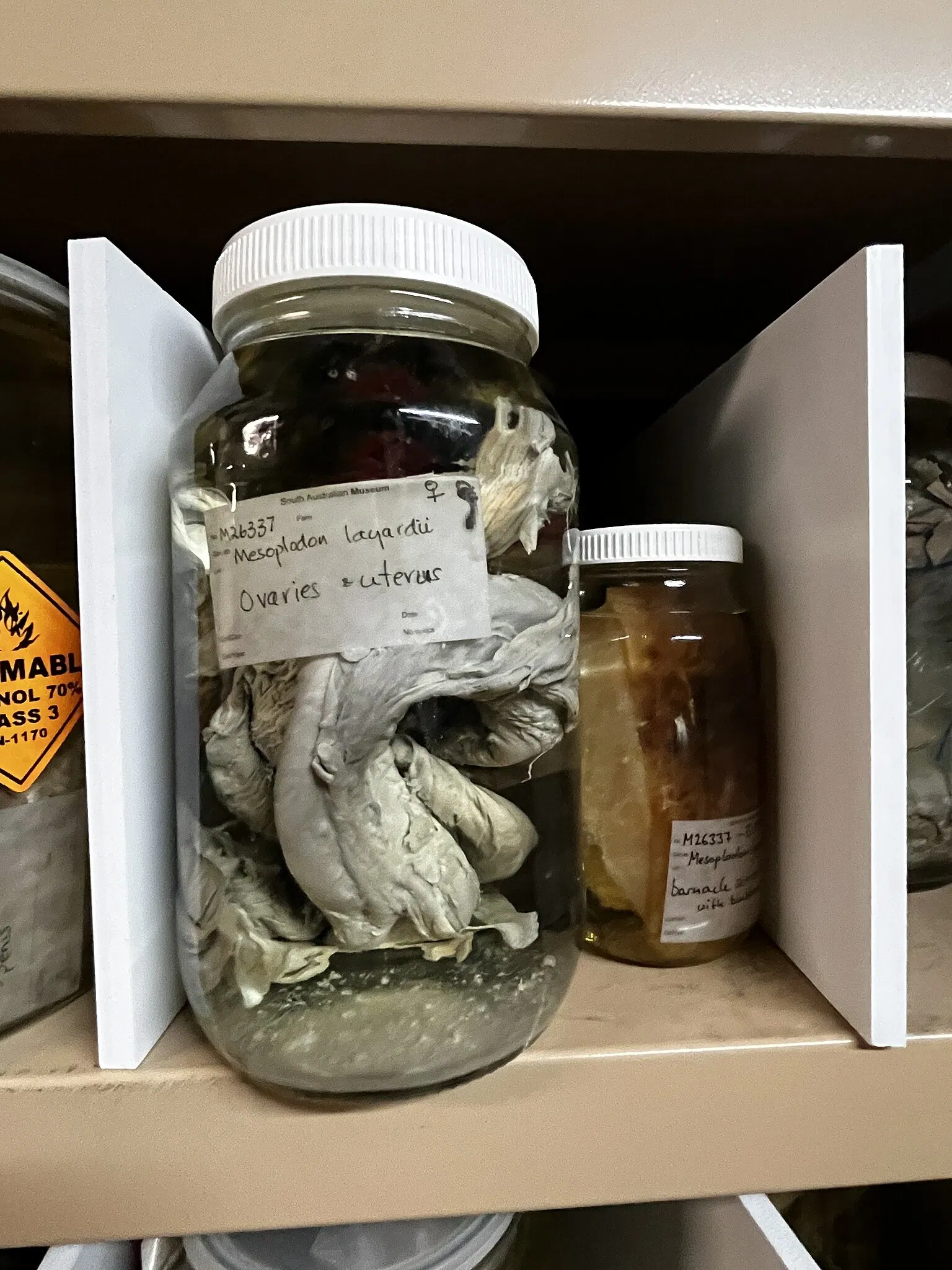 Musée d'Australie-Méridionale