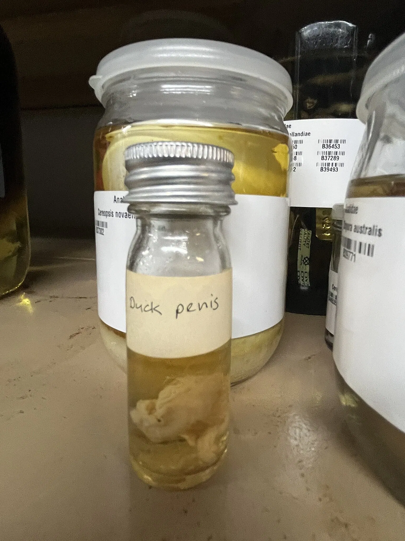 South Australian Museum