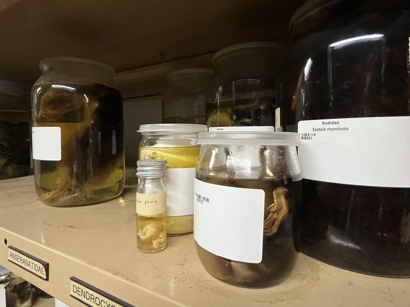 South Australian Museum