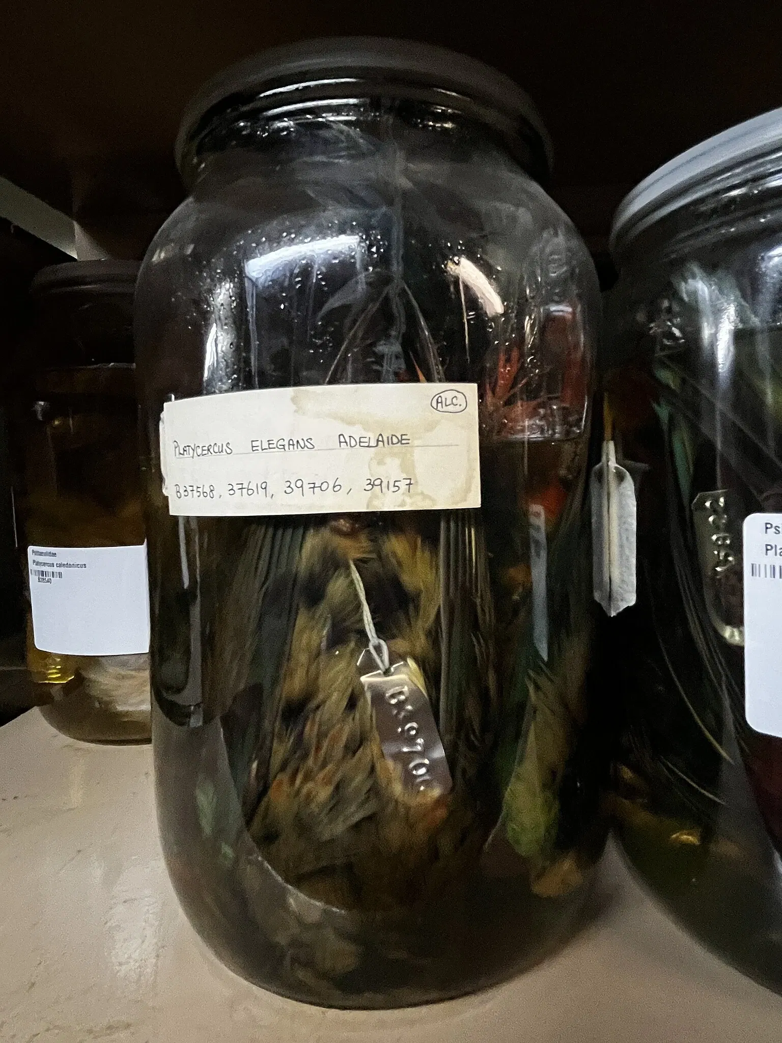 South Australian Museum