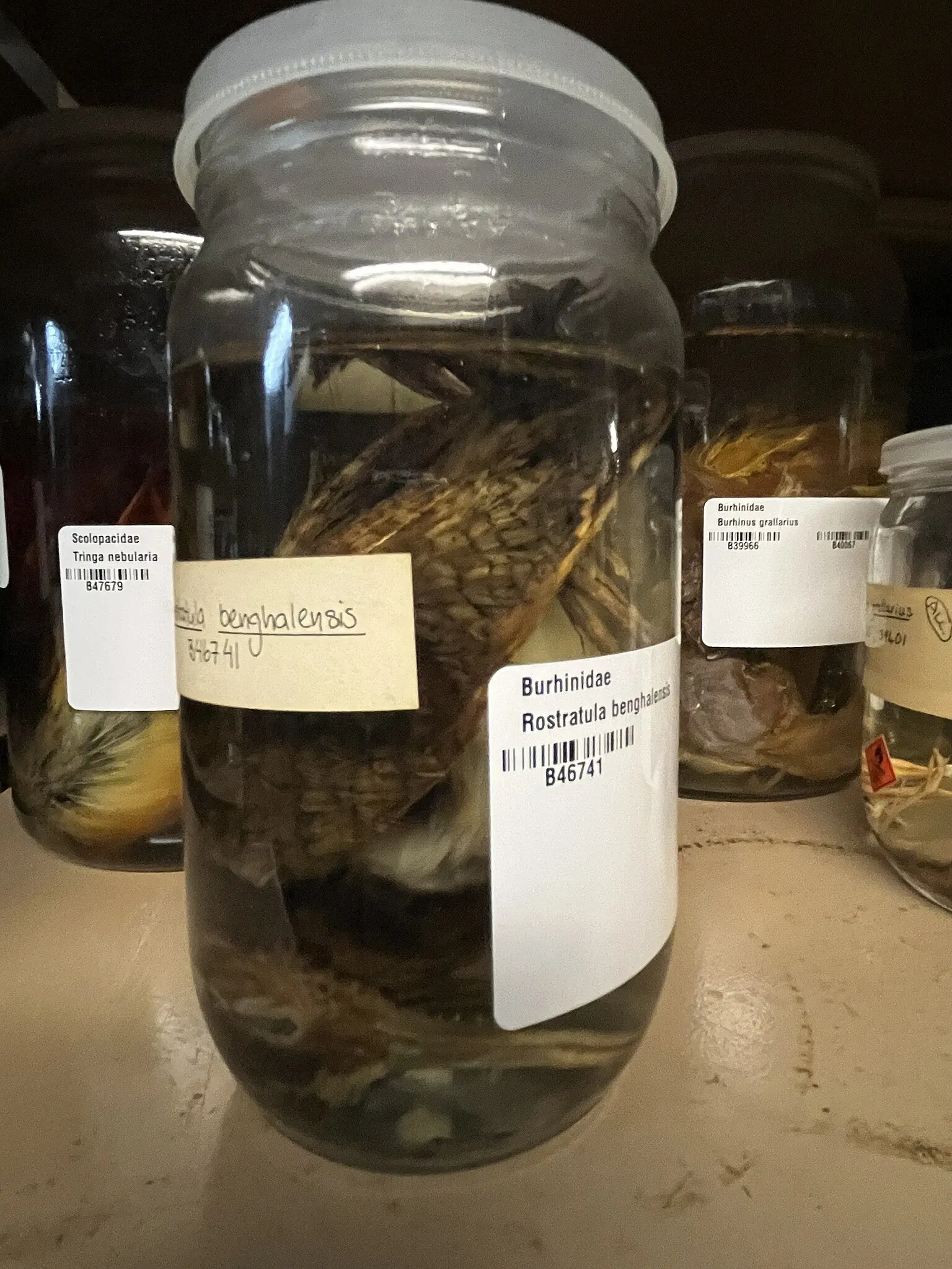 South Australian Museum