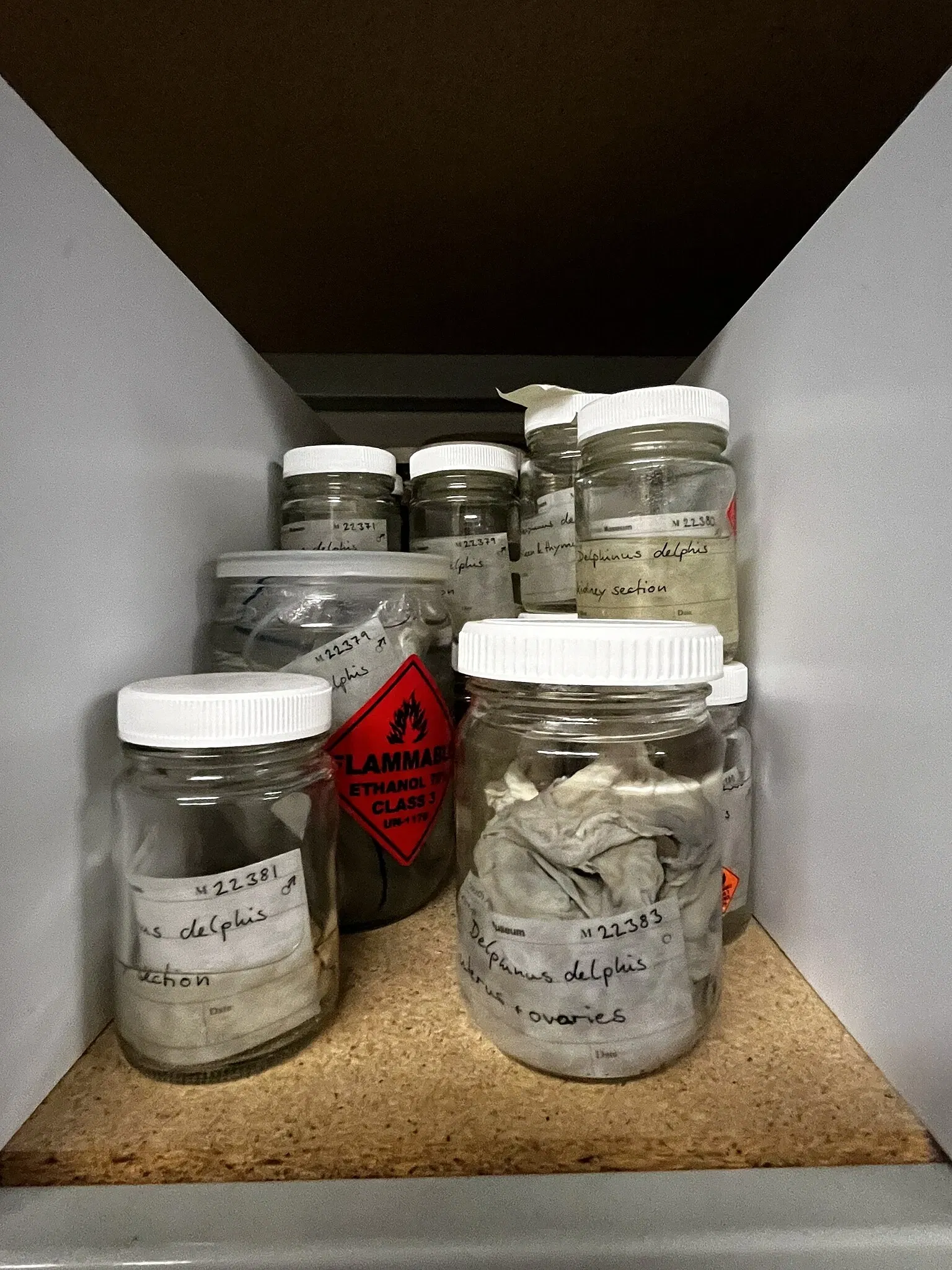 South Australian Museum