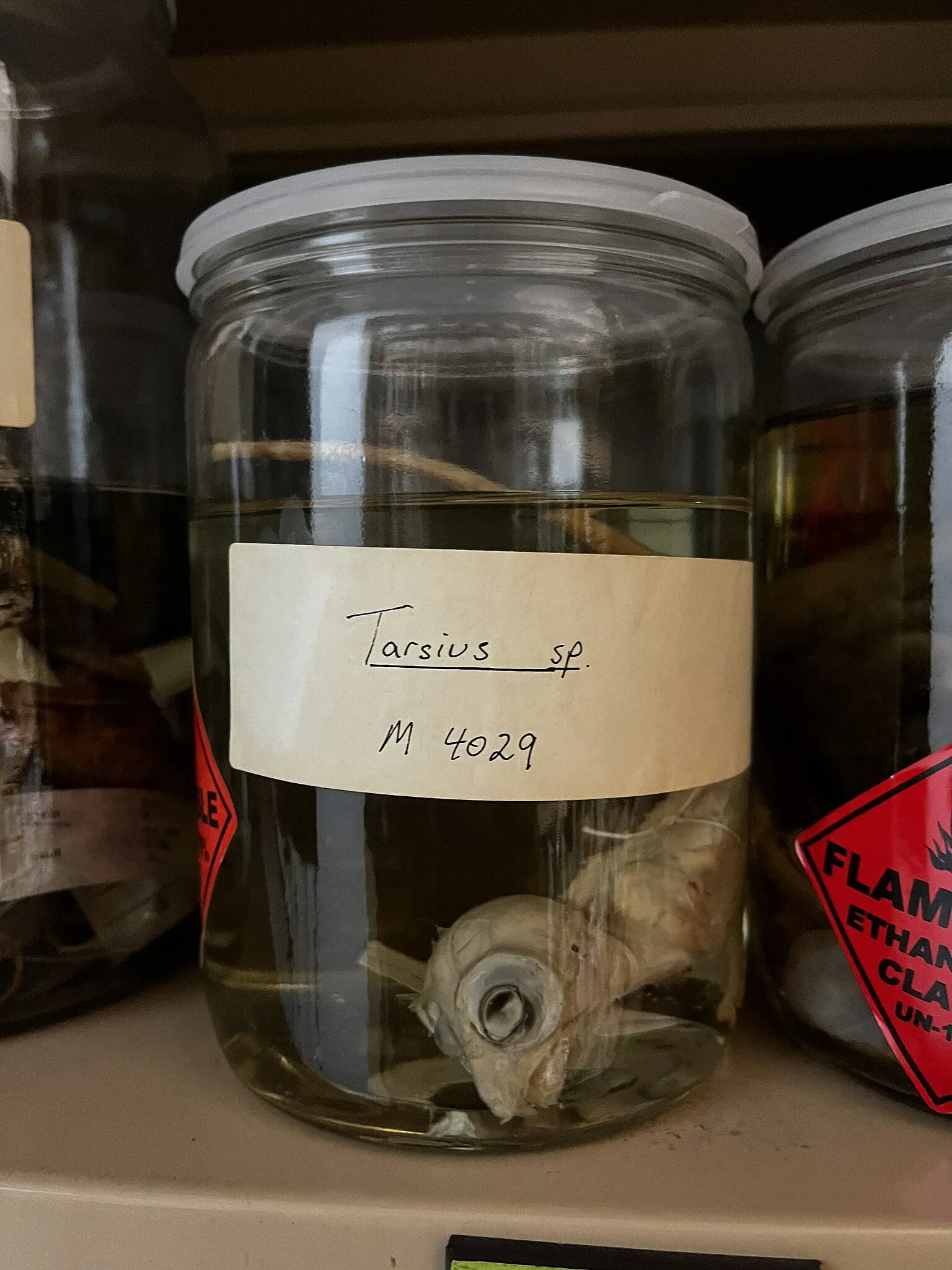 South Australian Museum