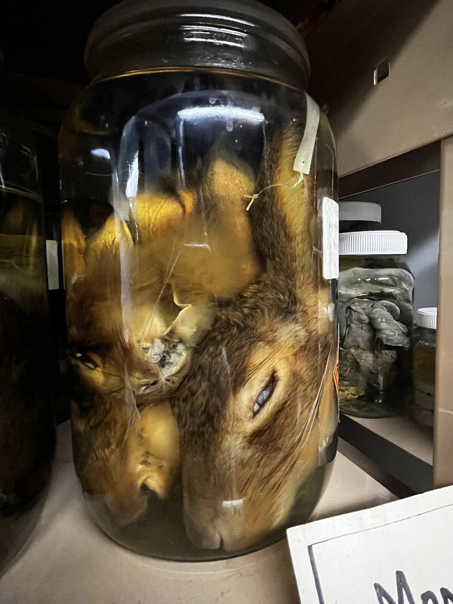 Musée d'Australie-Méridionale