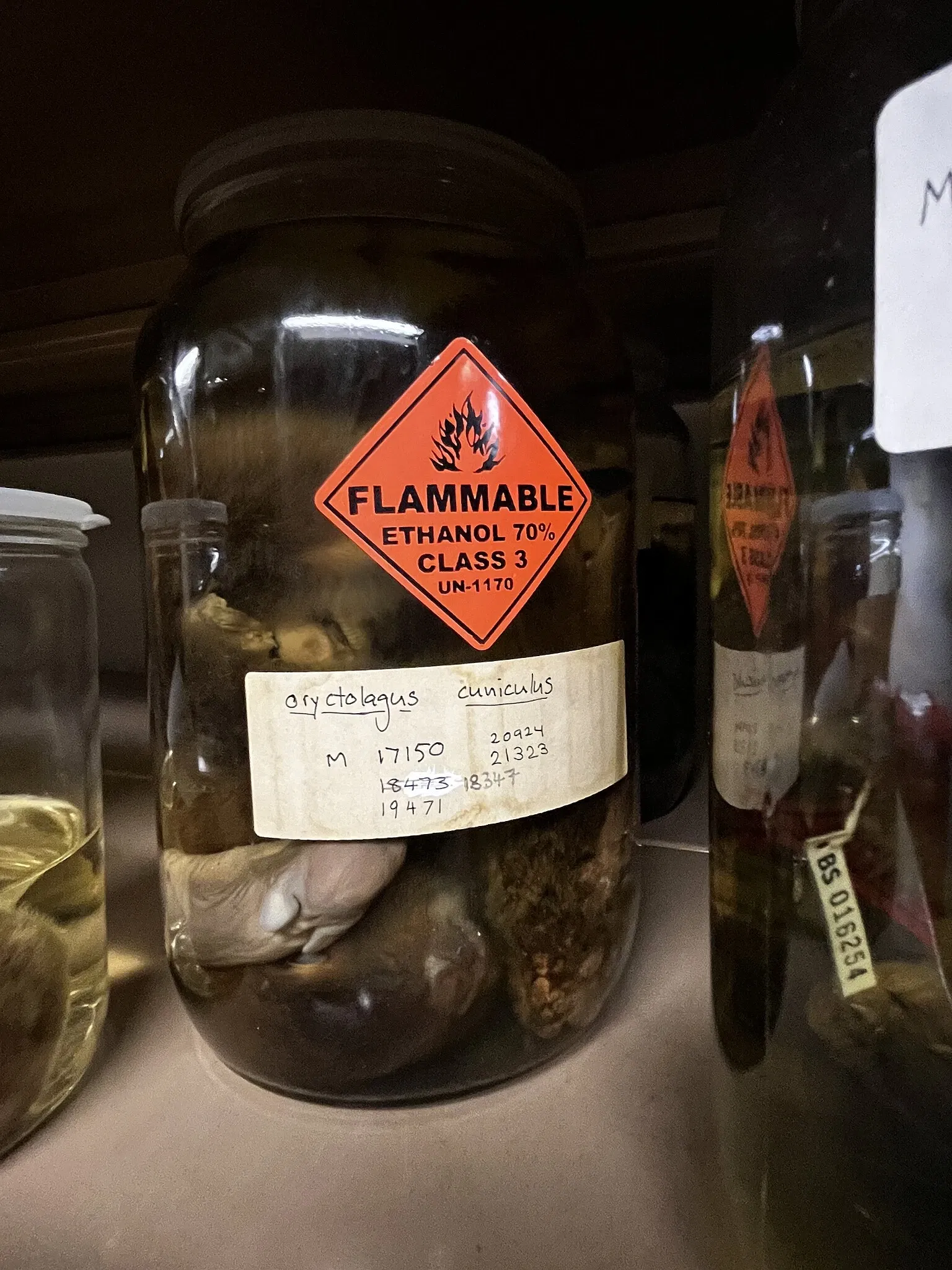 South Australian Museum