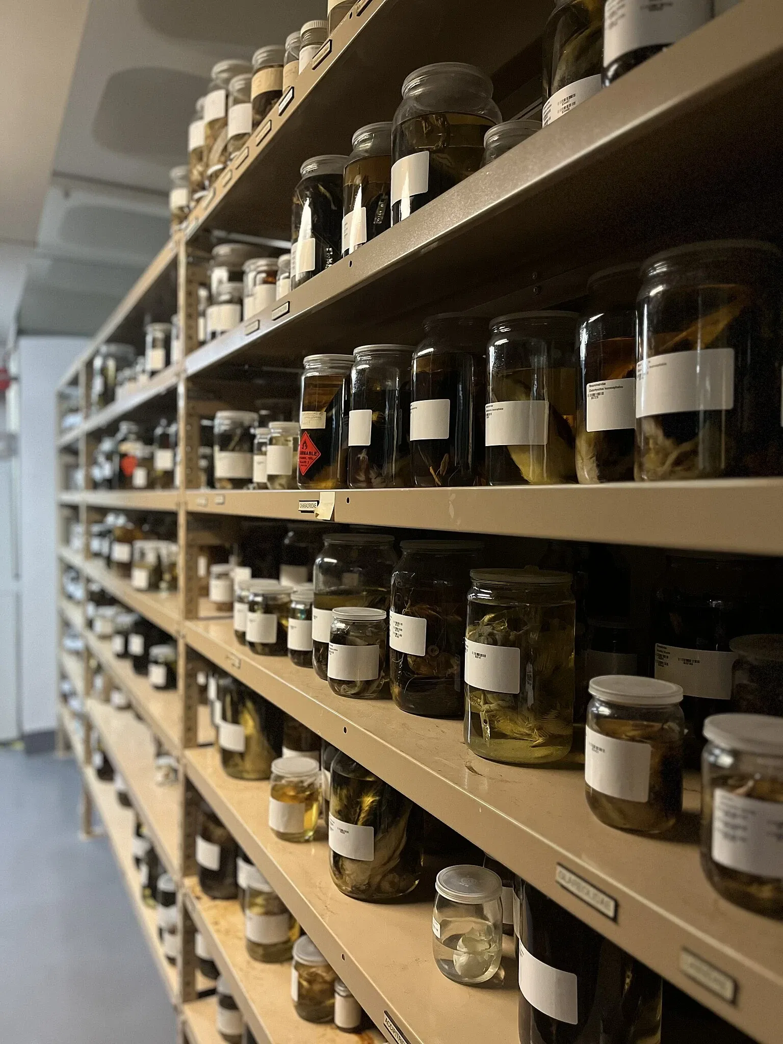 South Australian Museum