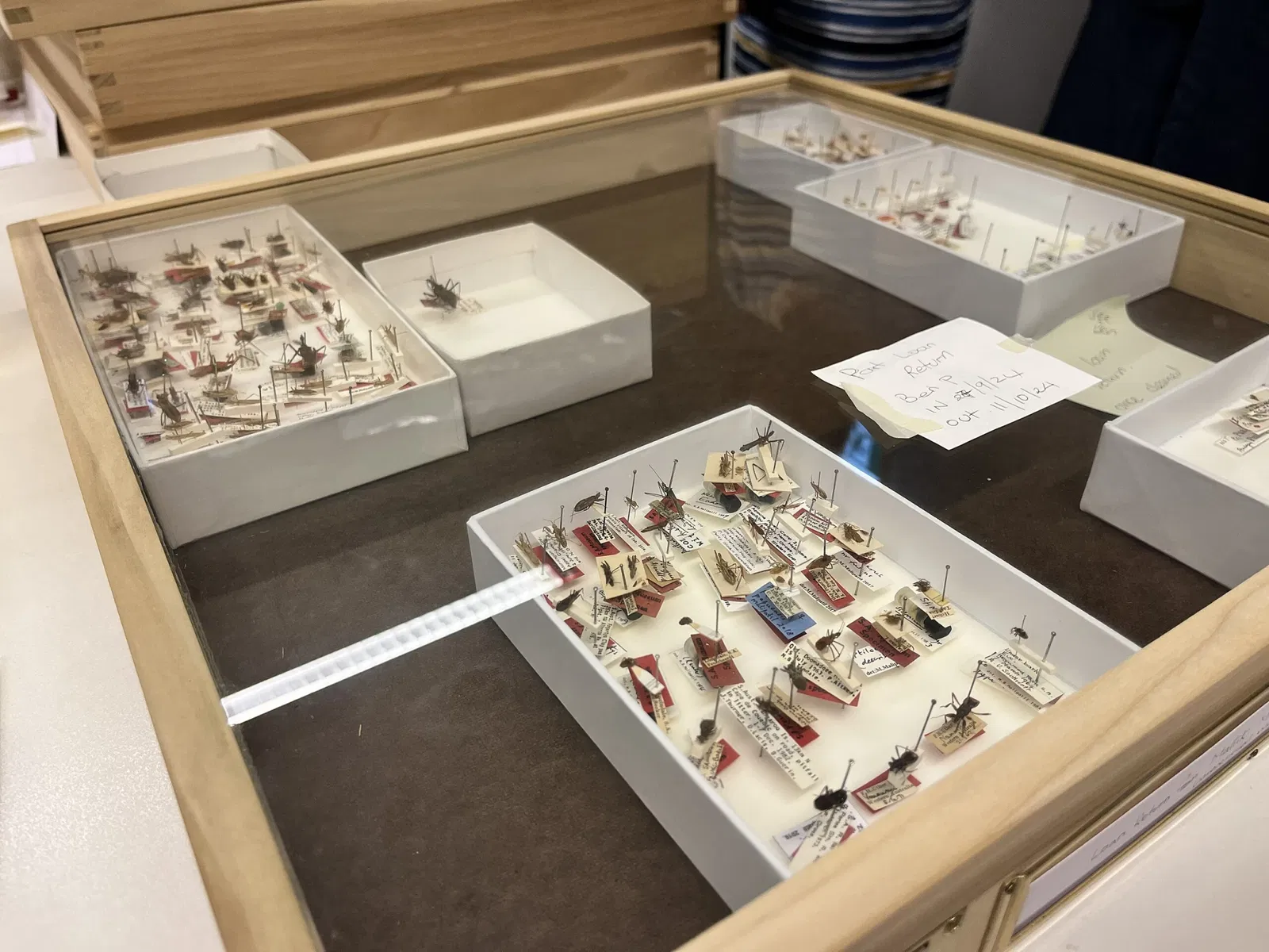 South Australian Museum