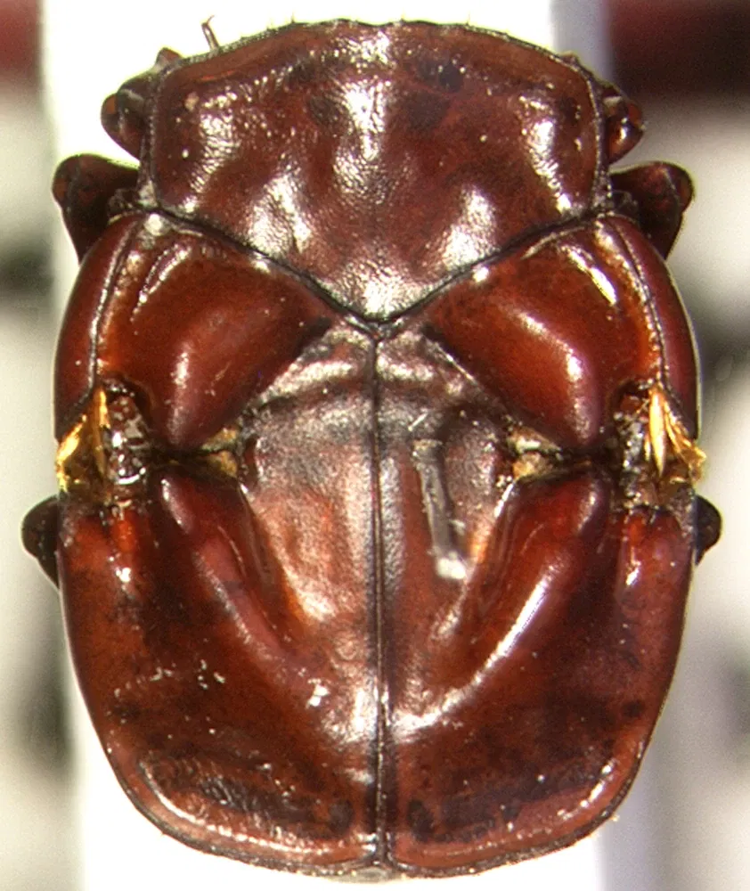 South Australian Museum