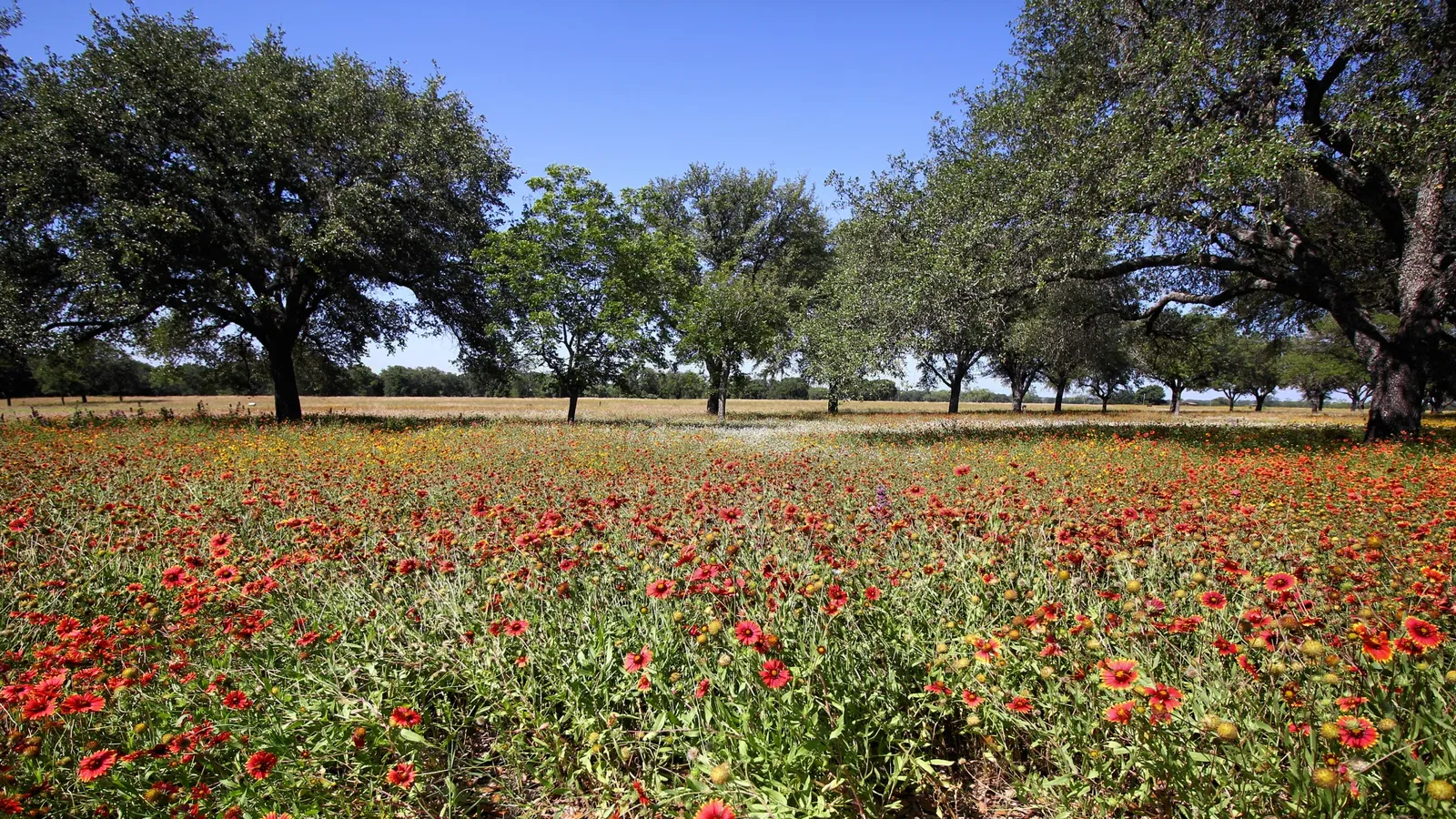Lyndon B. Johnson State Park & Historic Site