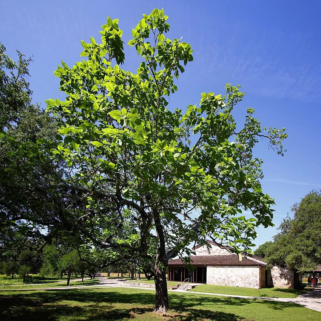 Lyndon B. Johnson State Park & Historic Site