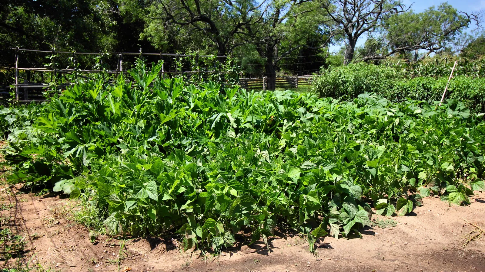 Lyndon B. Johnson State Park & Historic Site