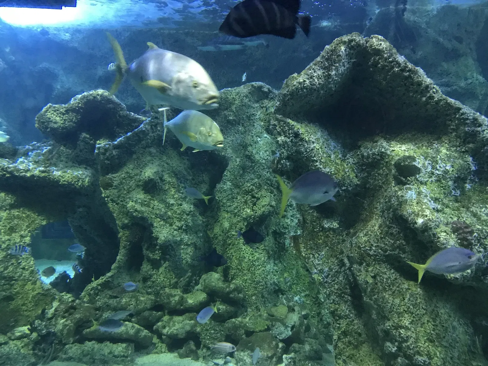 Sea Life Sydney Aquarium