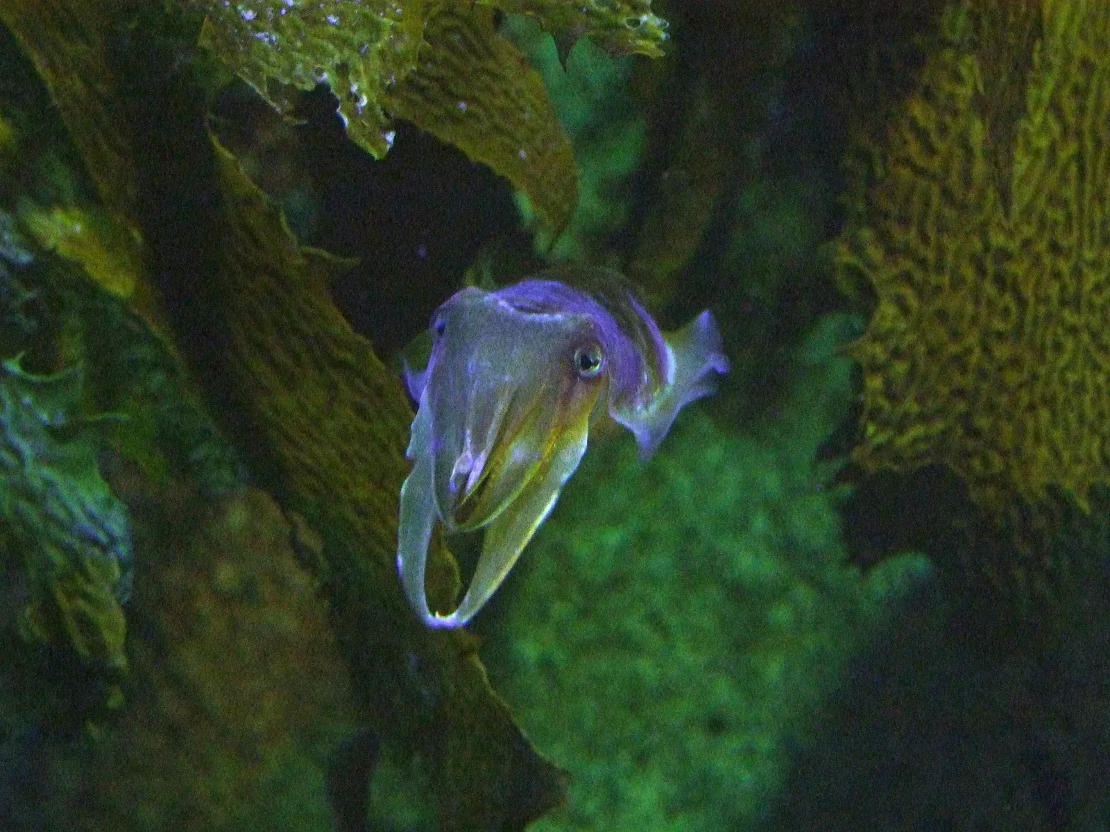 Sea Life Sydney Aquarium