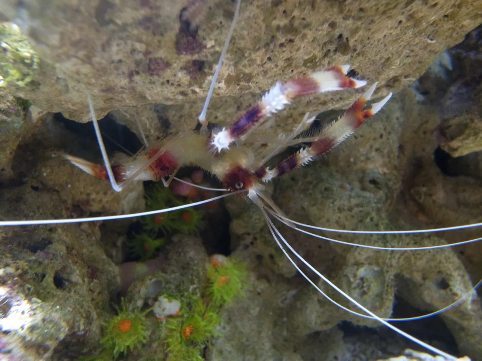Sea Life Sydney Aquarium