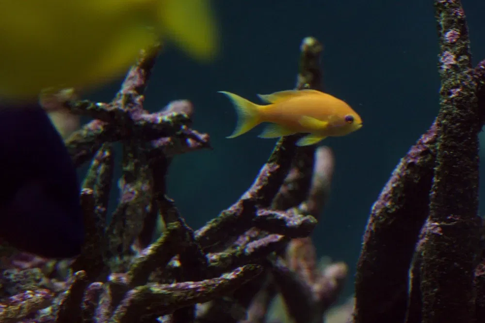 Sea Life Sydney Aquarium