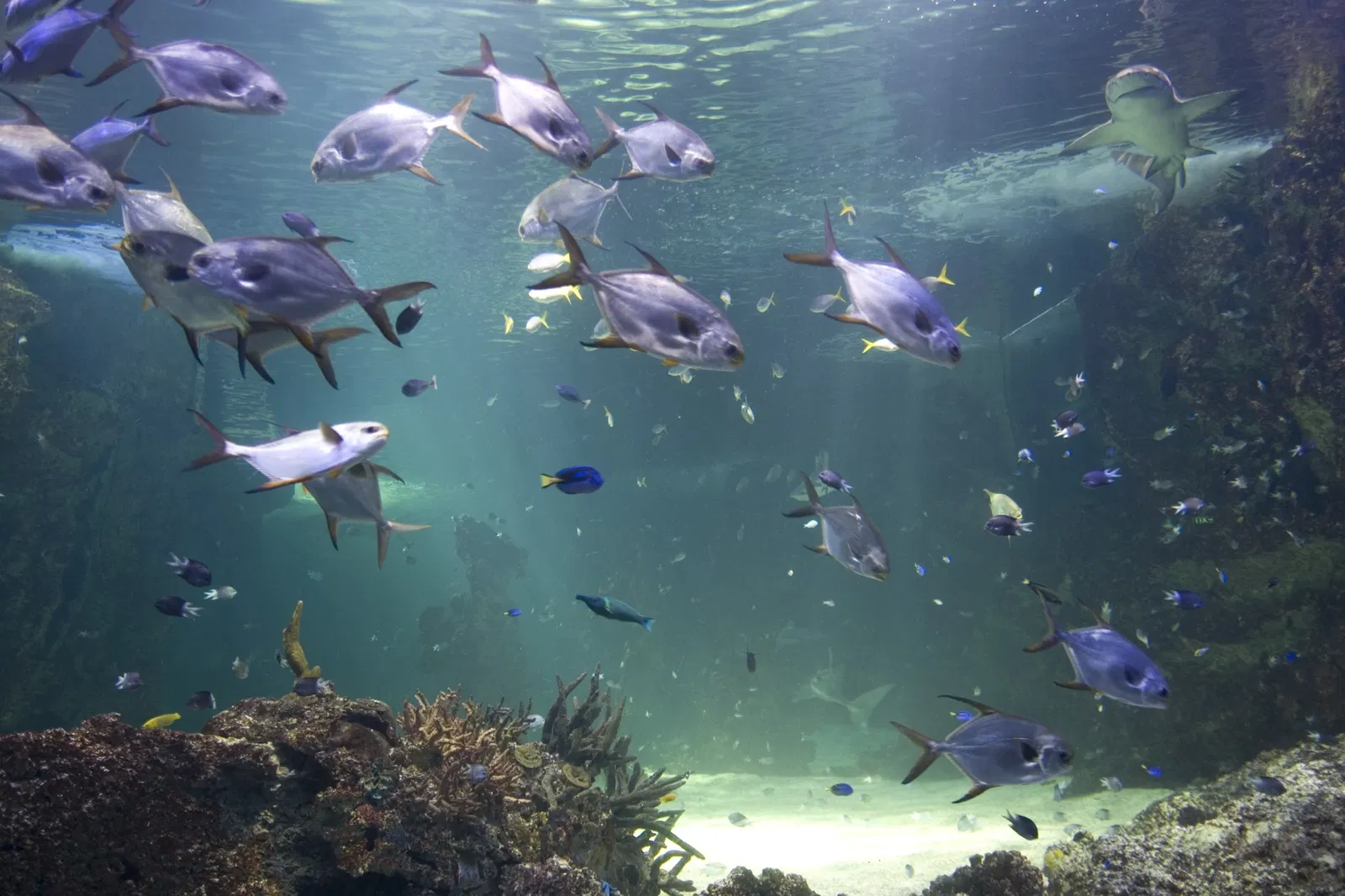 Sea Life Sydney Aquarium
