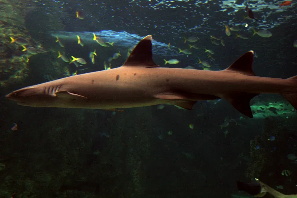 Sea Life Sydney Aquarium