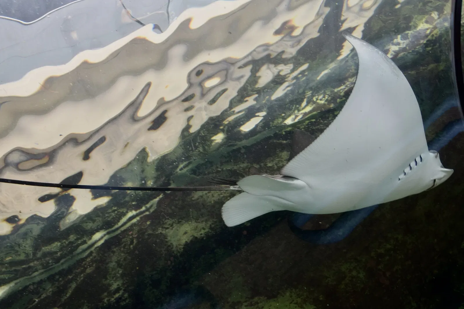 Sea Life Sydney Aquarium