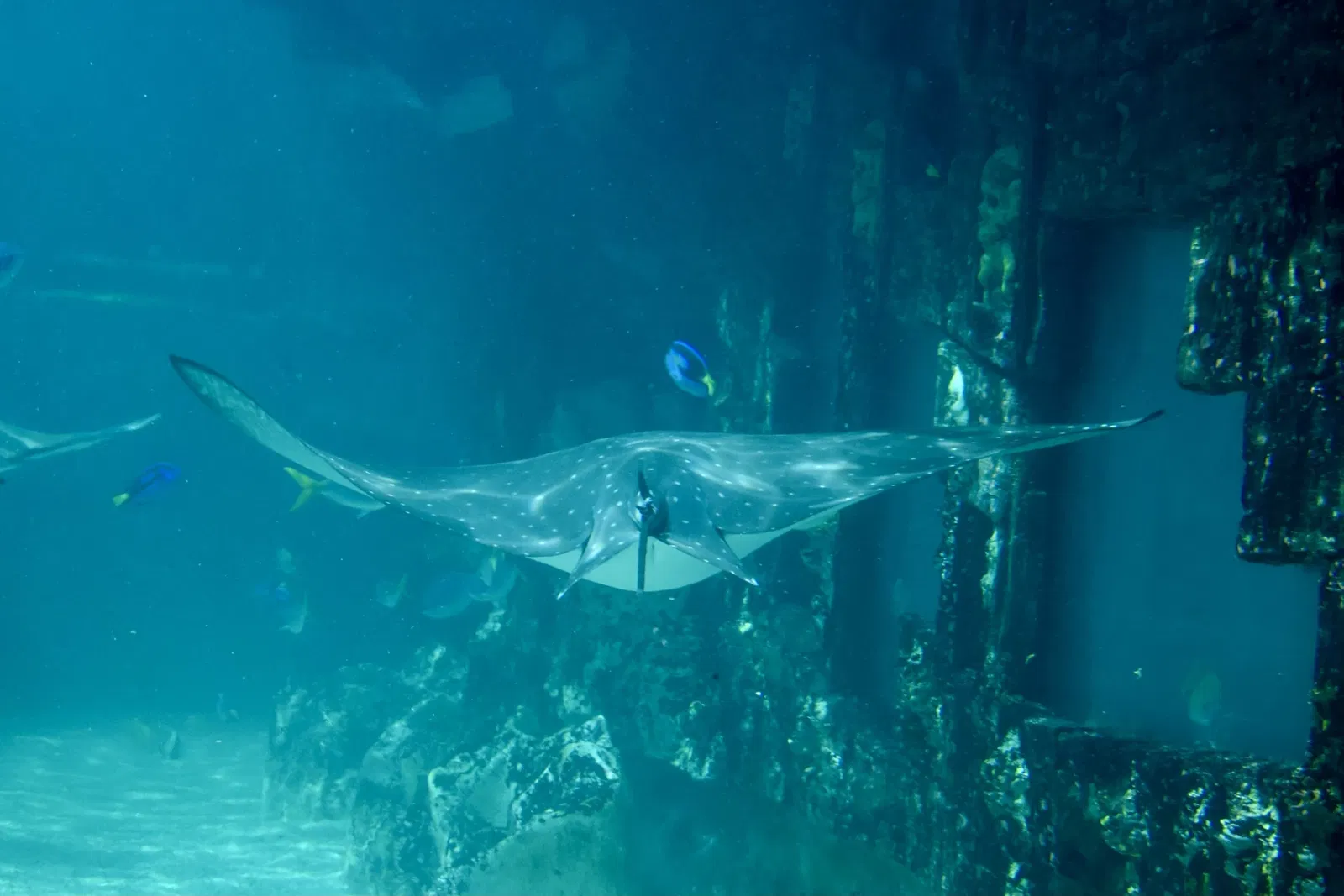 Sea Life Sydney Aquarium