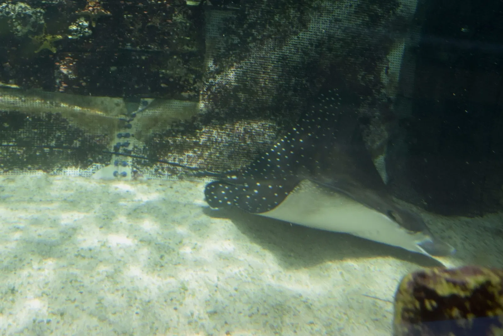 Sea Life Sydney Aquarium