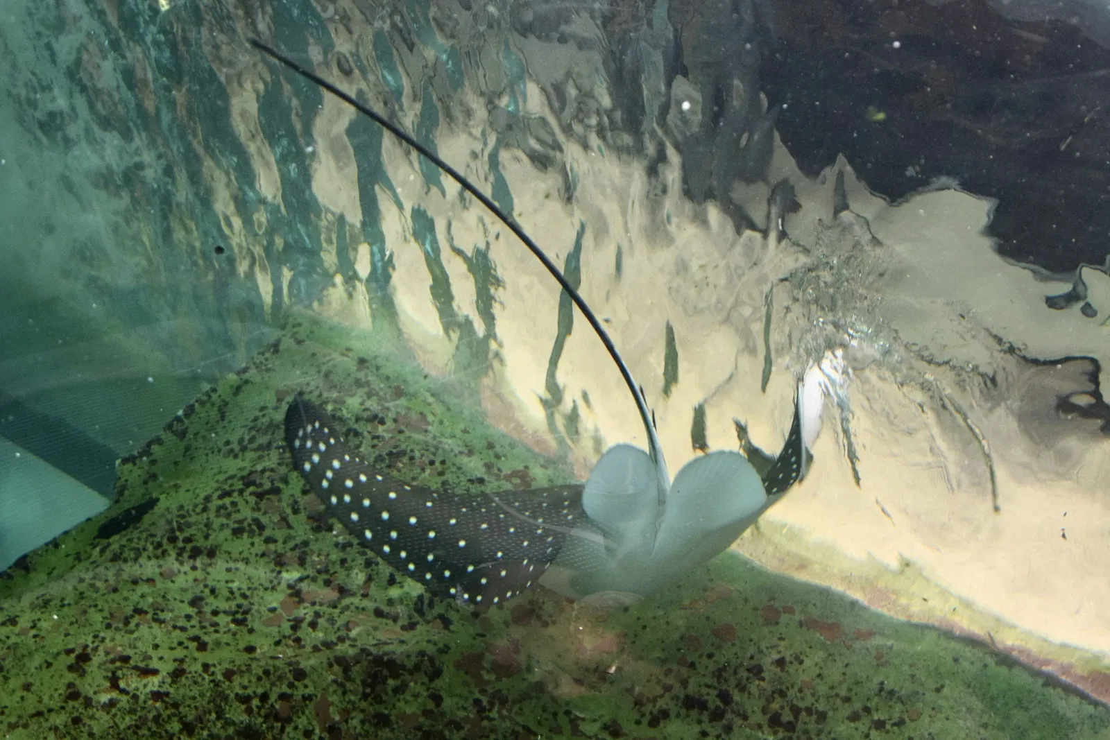 Sea Life Sydney Aquarium