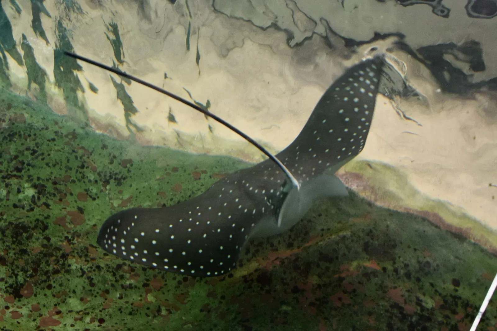 Sea Life Sydney Aquarium