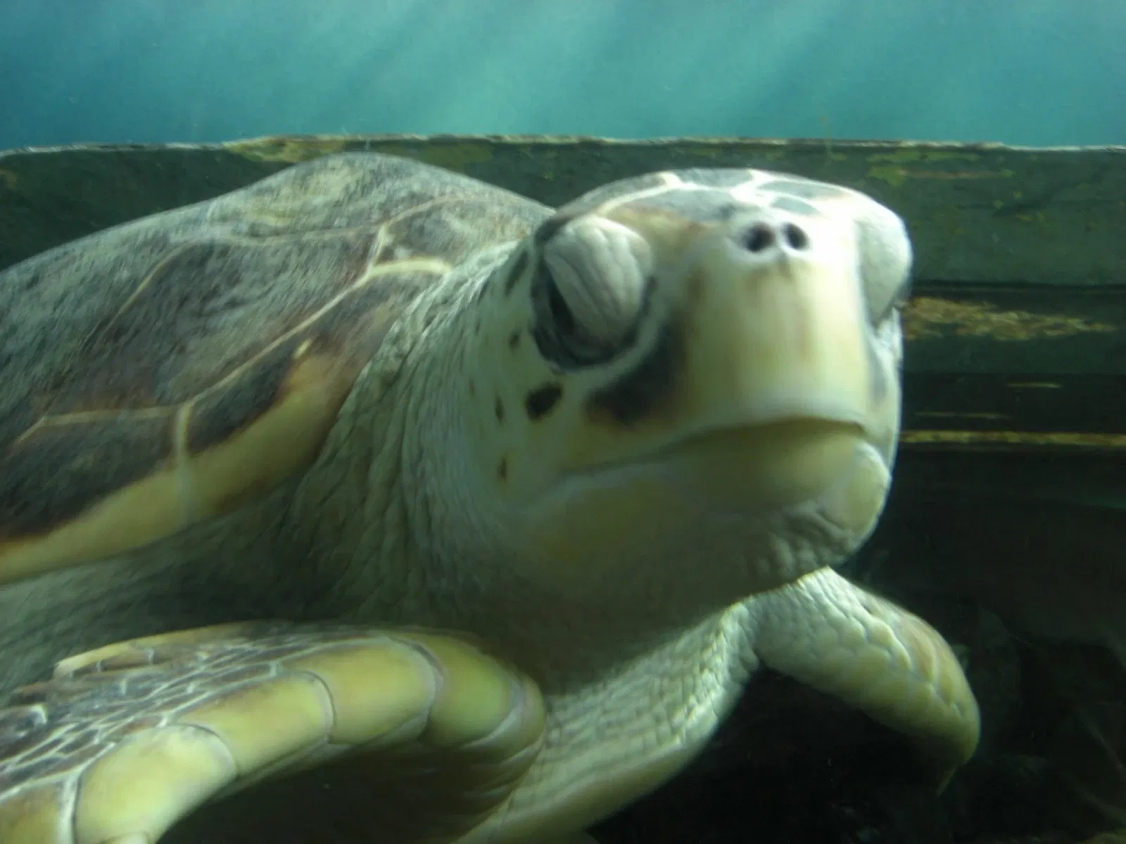 Sea Life Sydney Aquarium