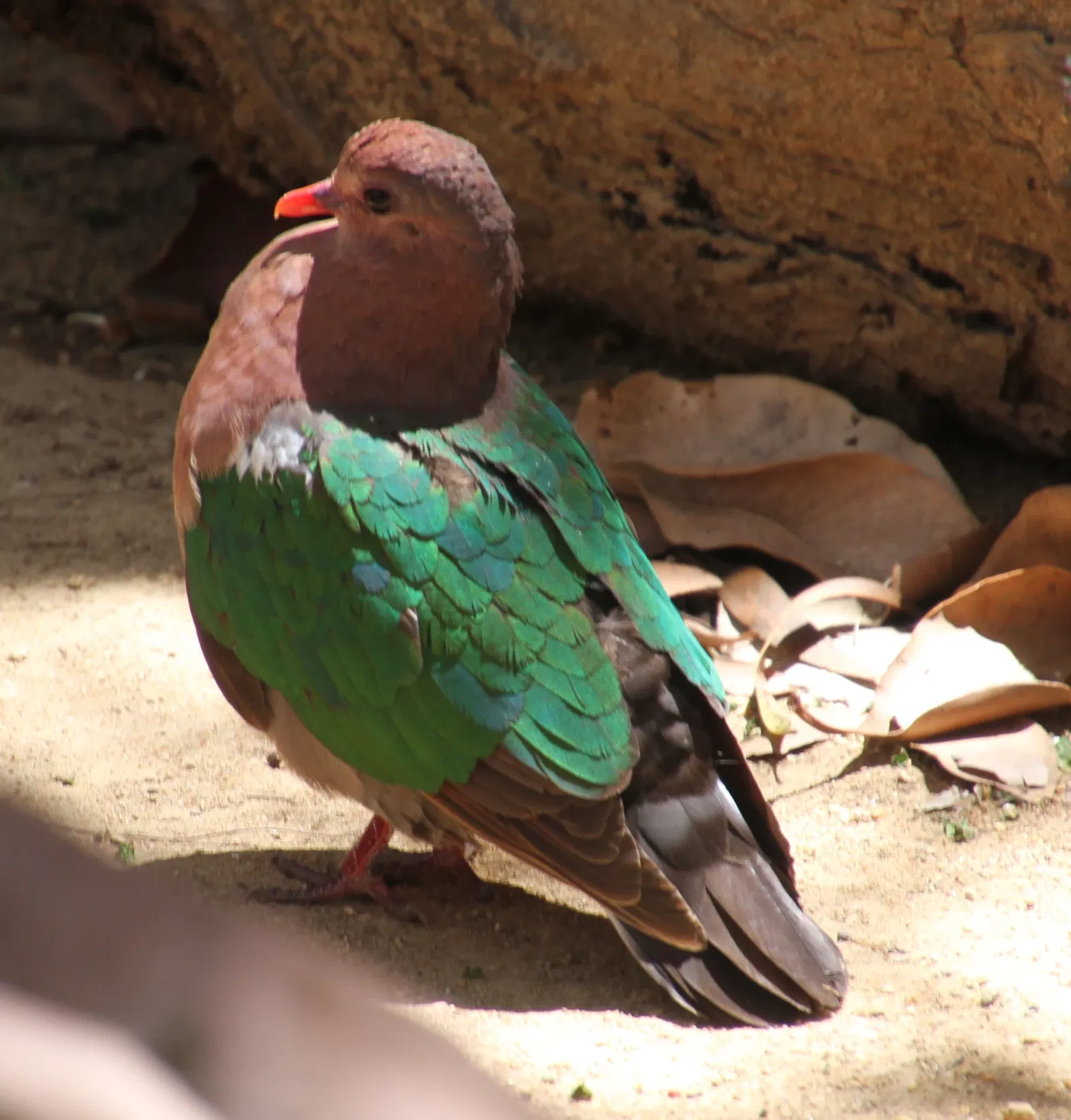 Sea Life Sydney Aquarium