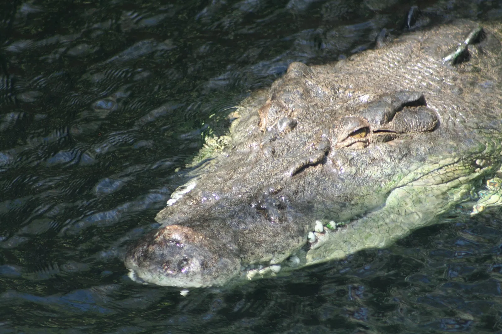 Sea Life Sydney Aquarium