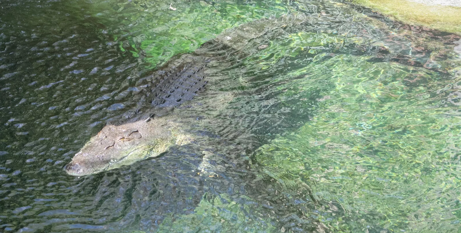 Sea Life Sydney Aquarium