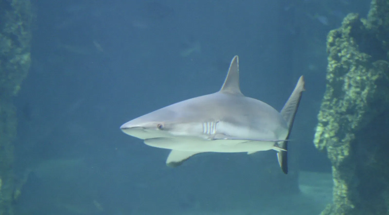 Sea Life Sydney Aquarium