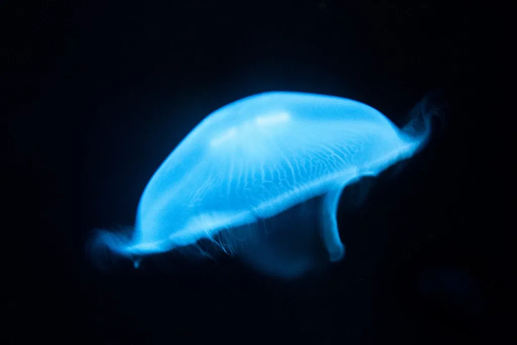 Sea Life Sydney Aquarium