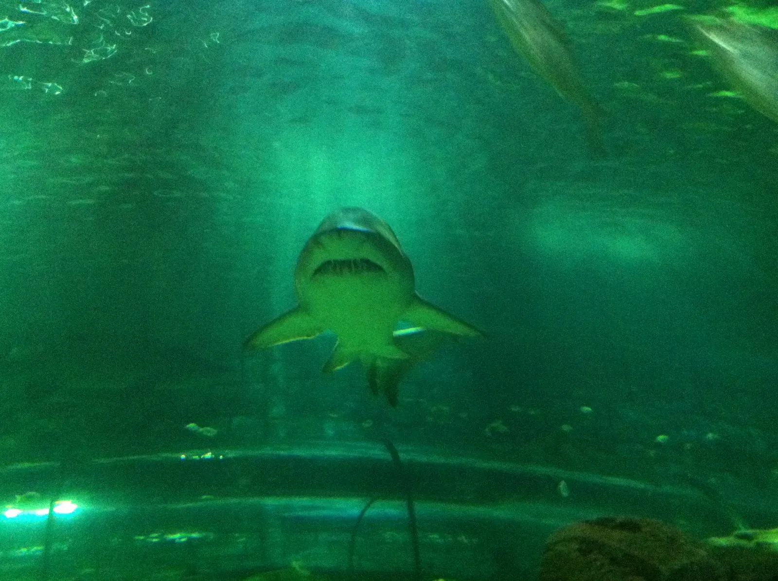 Sea Life Sydney Aquarium