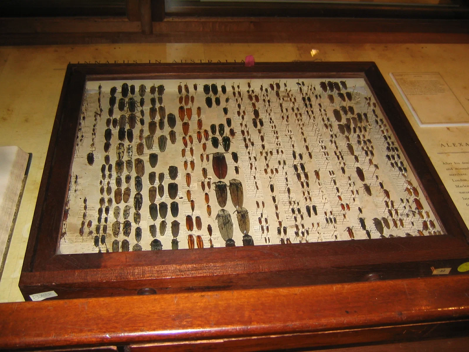 Macleay Museum