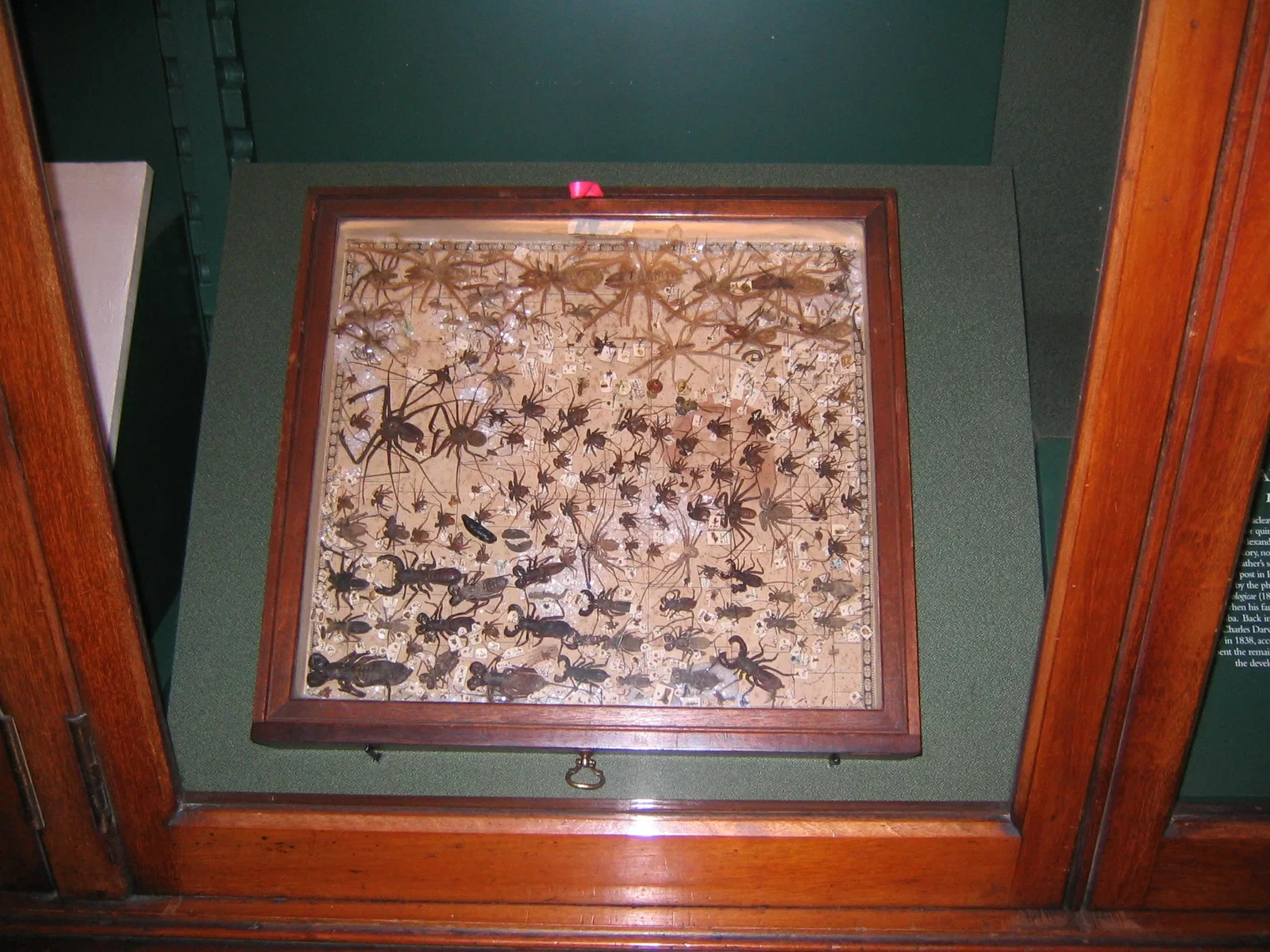 Macleay Museum