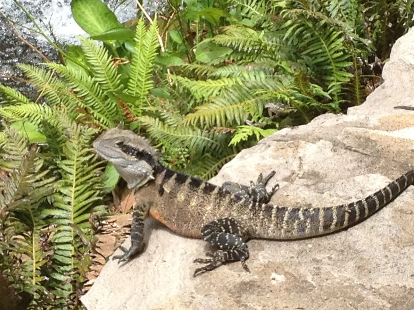 Australian Botanic Garden