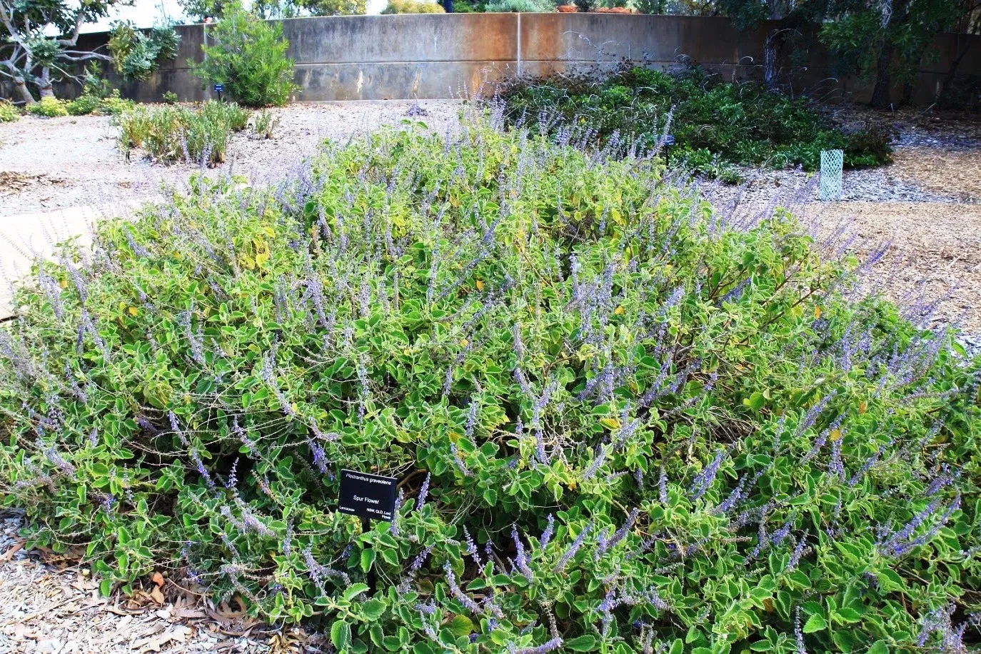 Australian Botanic Garden