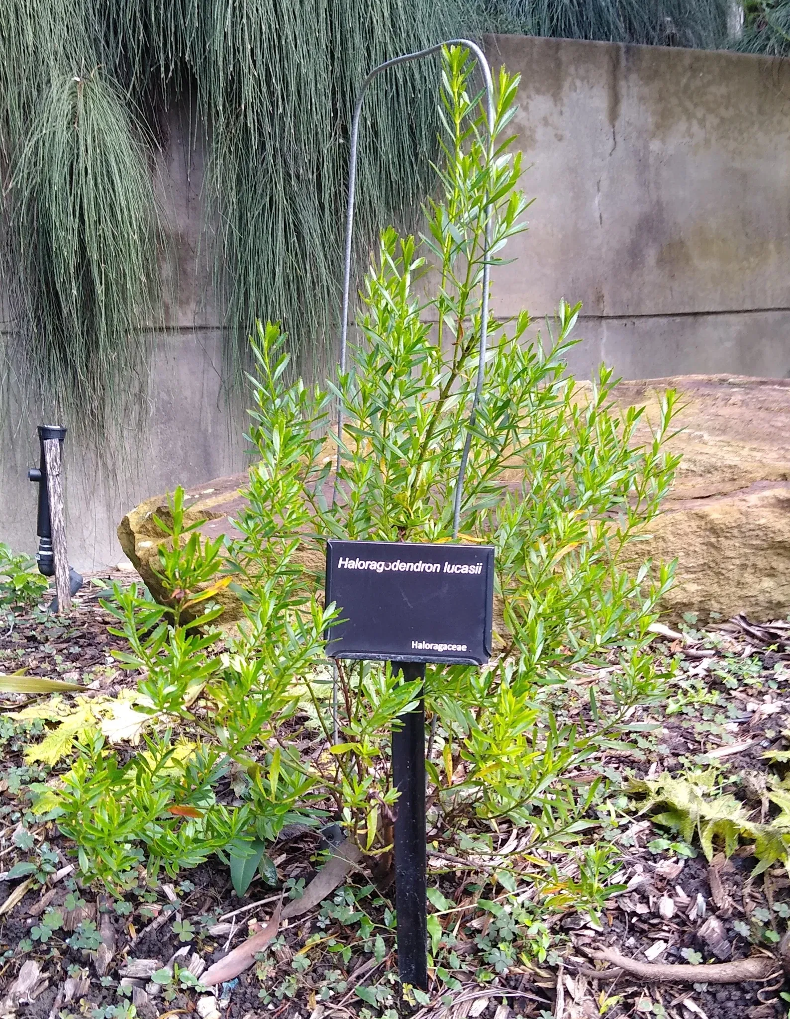 Australian Botanic Garden
