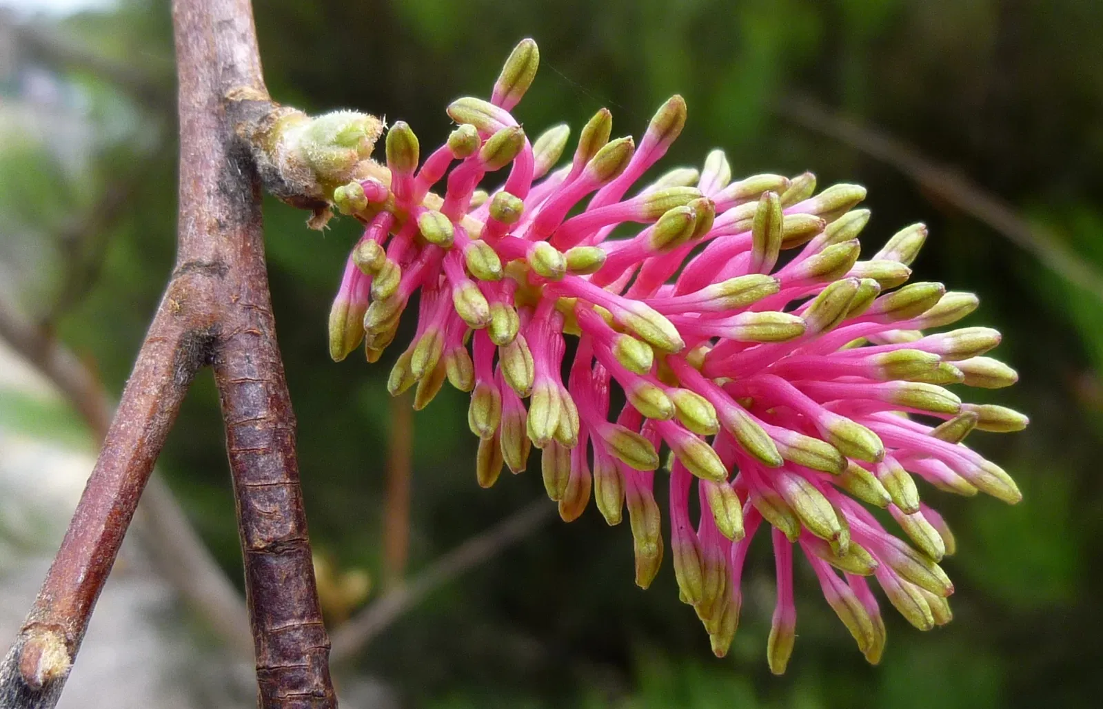 Australian Botanic Garden