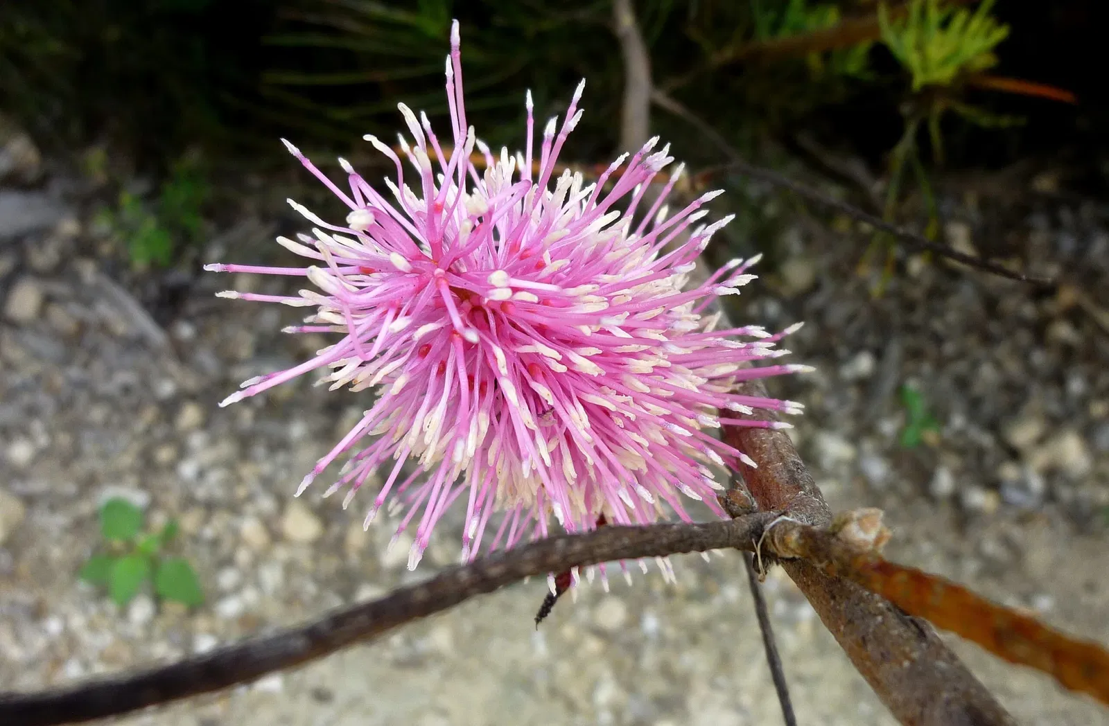 Australian Botanic Garden